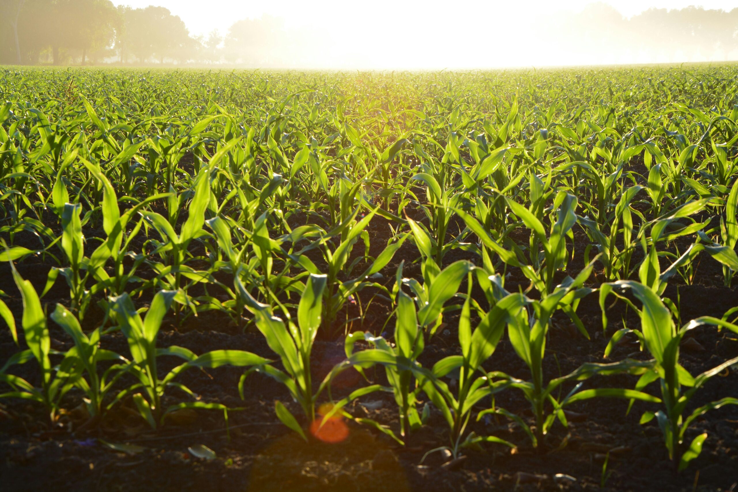 agri farm of india